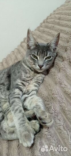 Найдена Кошка