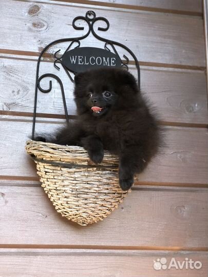 Померанский шпиц