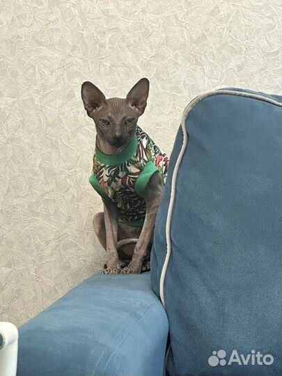 Донской сфинкс