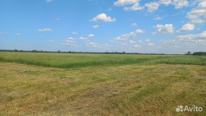 Сено 350кг луговое разнотравие мягкое, свежее