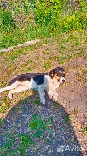 Собака в поисках дома