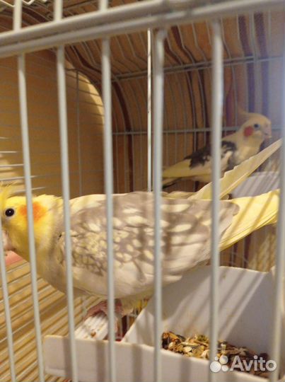 Попугай с клеткой