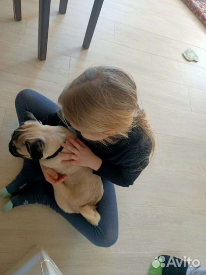 Передержка питомцев(собаки,кошки и др) Прогулки