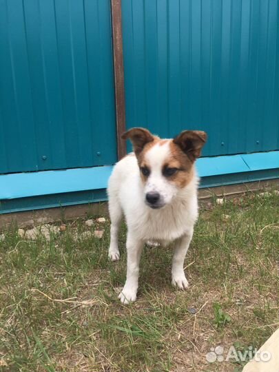 Отдам очаровательного щенка