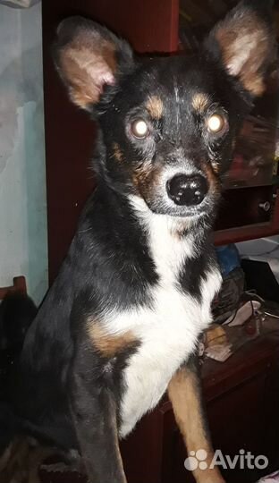 Отдам в хорошие руки собаку