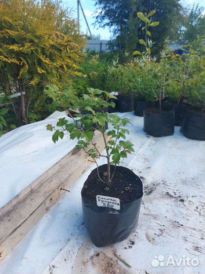 Калина Бульденеж