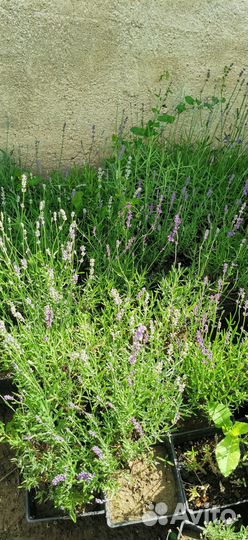 Лаванда пурпурно-фиолетовая