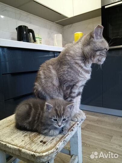Отдам котенка британца