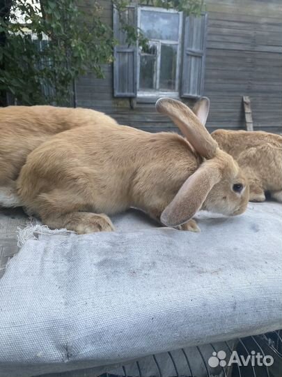 Кролики разных возрастов