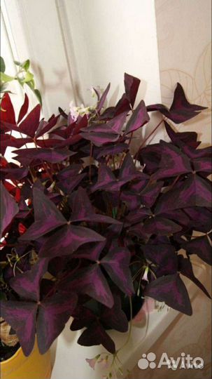 Кислица, оксалис