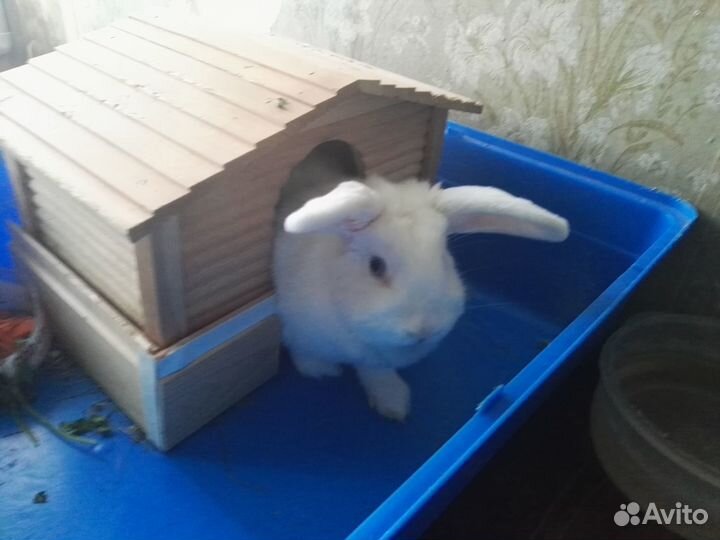 Декоративный кролик вислоухая барашка