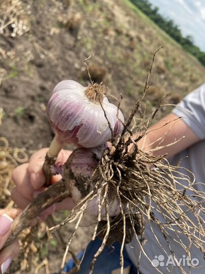 Продам чеснок