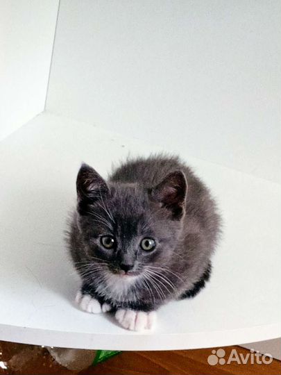 Метиз Британца котята