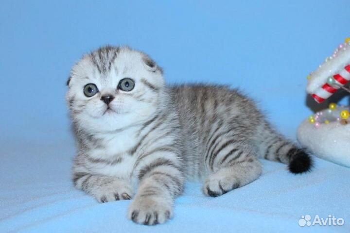 Вислоухие котята чистое серебро, глаза зеленые
