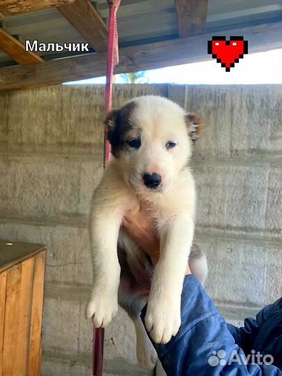 Щенки Алабая