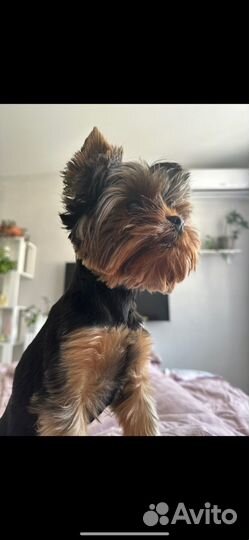 Йоркширский терьер вязка мальчик