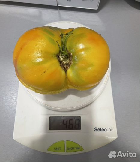 Семена томатов