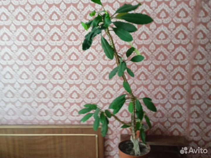 Комнатные растения