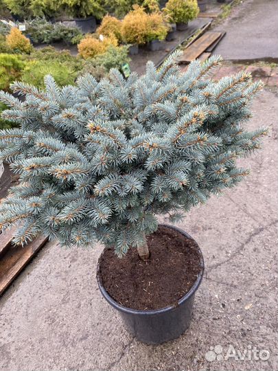 Ель глаука глобоза на штамбе