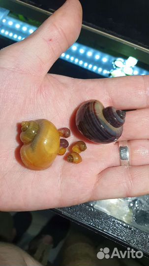 Улитка Ампулярия