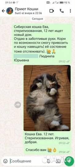 Отдам Сибирскую кошку в добрые руки