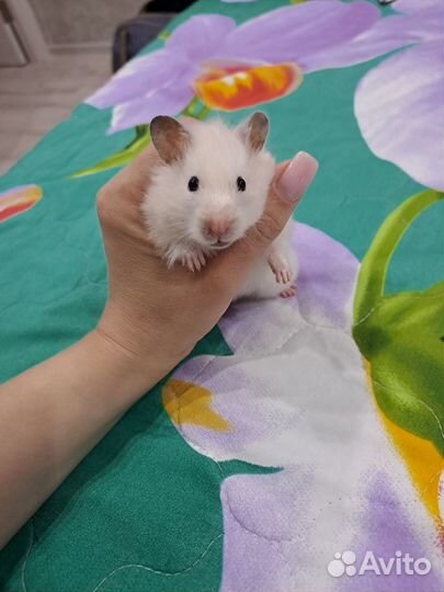 Сирийский хомяк бесплатно