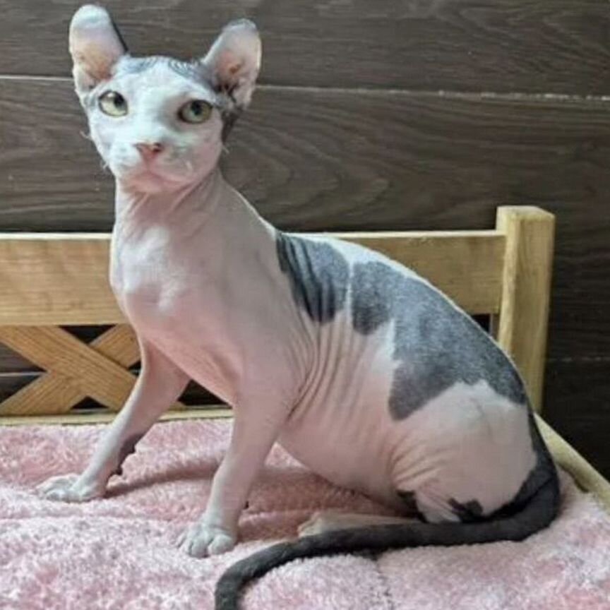 эльф Купить недорого кошку или котёнка 🐈 в Москве Цены на