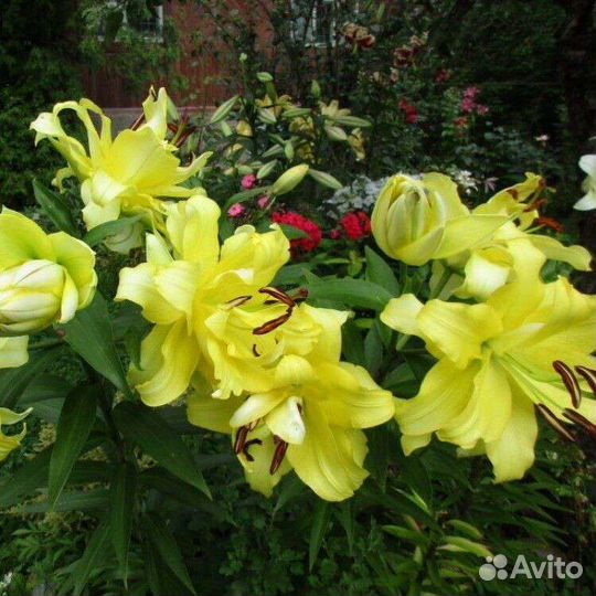 Лилии Экзотик Сан от-гибрид