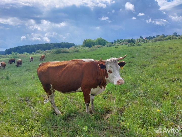 Коровы Герефорд, телята(стадо)