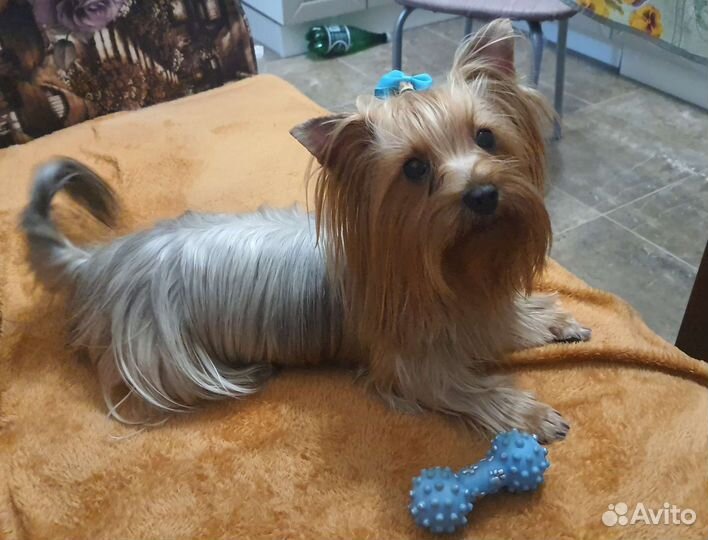 Йоркширский терьер вязка