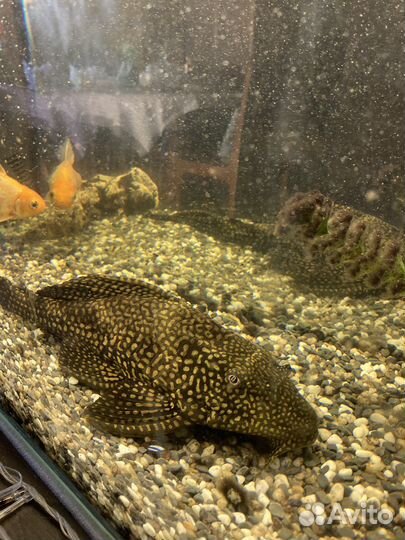 Сом птеригоплихт