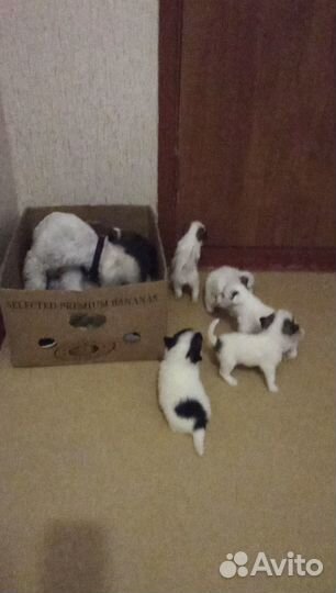 Щенки Китайской хохлатой(пуховой)