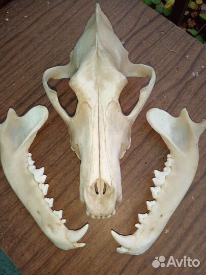 Череп волка