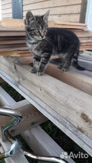Отдадим котят