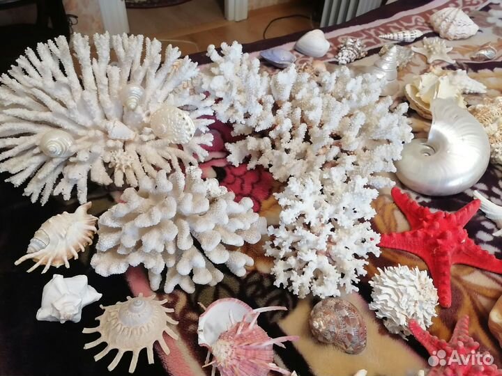 Морские ракушки раковины большие
