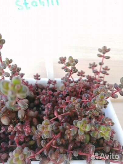 Суккуленты 3