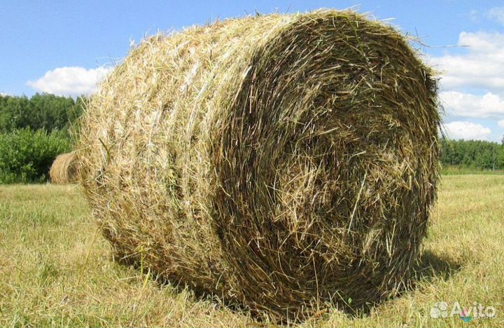 Продам сено в рулонах