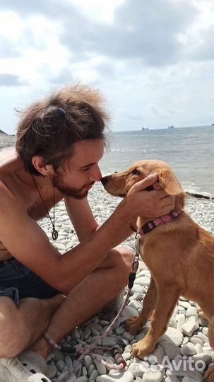 Щенки в добрые руки