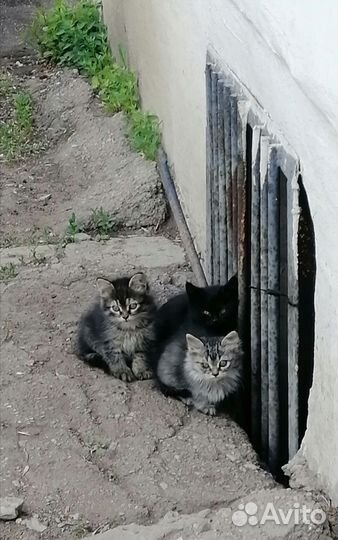 Котята в добрые руки