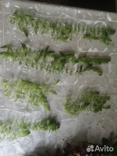 Гуппи мальки, неоны, креветки, растения