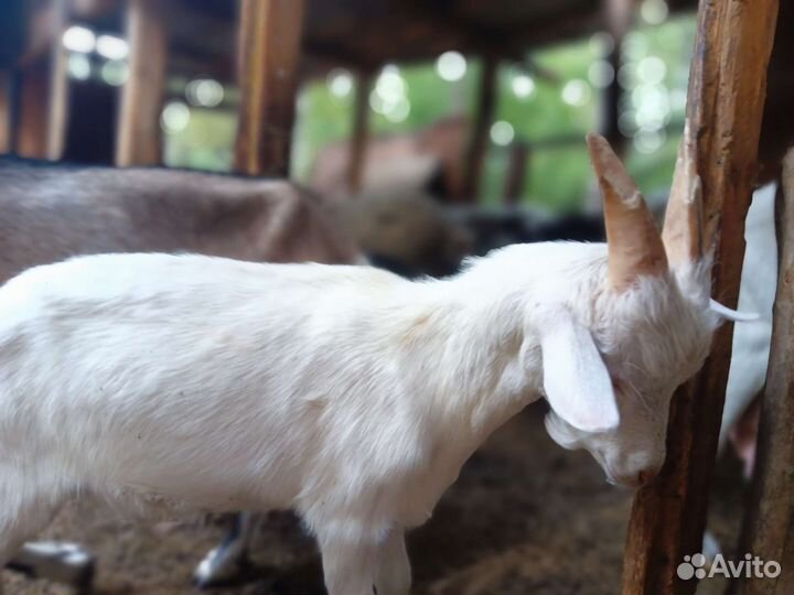 Козел альпийский