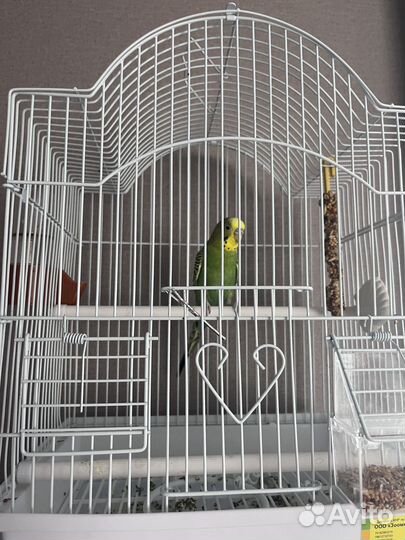 Попугай Чича