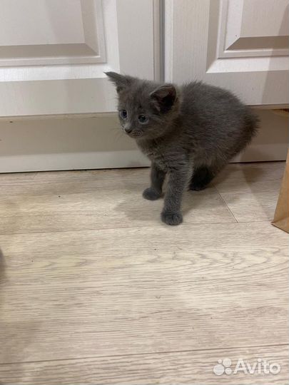 Котенок серый мальчик