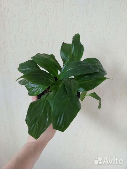 Комнатные цветы