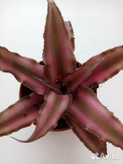 Cryptanthus Rubin Star
