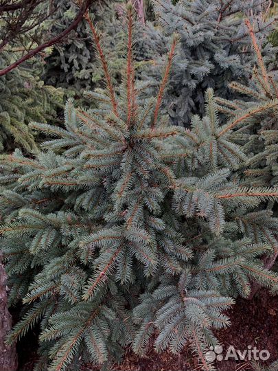 Ель из питомника