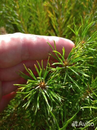 Сеянцы сосны, ель европейская