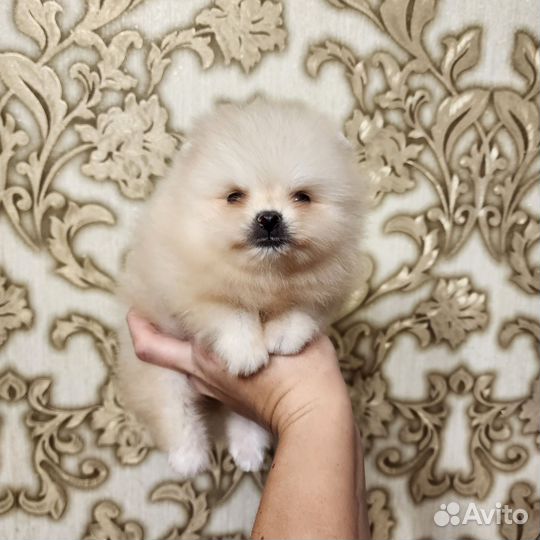 Шпиц мальчики