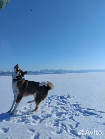 Метис лайки