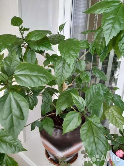 Гибискус китайская роза